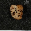 STW 246 Australopithecus africanus LLM1 buccal
