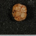 STW 246 Australopithecus africanus LLM1 occlusal