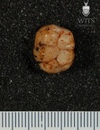 STW 246 Australopithecus africanus LLM1 occlusal