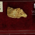 STW 247 Australopithecus africaus LRC lingual