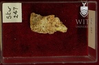 STW 247 Australopithecus africaus LRC lingual