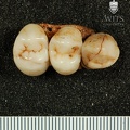 STW 252C Australopithecus africanus partial right maxilla inferior