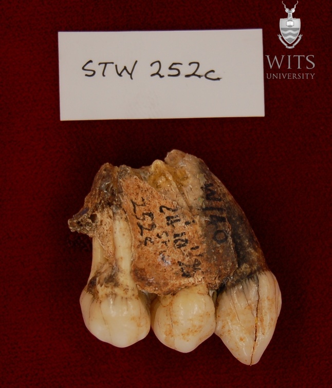 STW 252C Australopithecus africanus partial right maxilla lateral 1