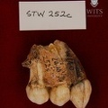 STW_252C_Australopithecus_africanus_partial_right_maxilla_lateral_1.JPG