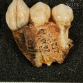STW 252C Australopithecus africanus partial right maxilla lateral 2