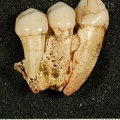 STW 252C Australopithecus africanus partial right maxilla medial