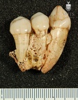 STW 252C Australopithecus africanus partial right maxilla medial