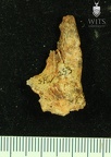 STW 252 253 Australopithecus africanus cranial fragment