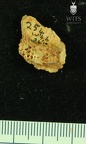 STW 252 254 Australopithecus africanus cranial fragment
