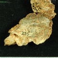 STW 252 255 Australopithecus africanus cranial fragment
