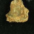 STW 252 256 Australopithecus africanus cranial fragment