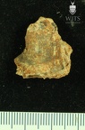 STW 252 256 Australopithecus africanus cranial fragment
