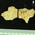 STW 252 257 Australopithecus africanus cranial fragments
