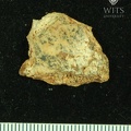 STW 252 258 Australopithecus africanus cranial fragment