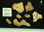 STW 252 260 Australopithecus africanus cranial fragments