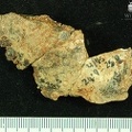 STW 252 262 Australopithecus africanus cranial frgament