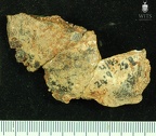 STW 252 262 Australopithecus africanus cranial frgament
