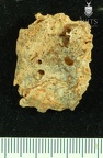 STW 252 263 Australopithecus africanus cranial fragment