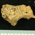 STW 252 266a Australopithecus africanus cranial fragmen 2