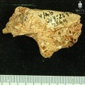 STW 252 266a Australopithecus africanus cranial fragment 1
