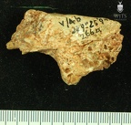 STW 252 266a Australopithecus africanus cranial fragment 1