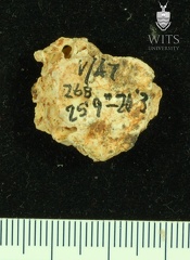 STW 252 268 Australopithecus africanus cranial fragment