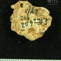 STW_252_268_Australopithecus_africanus_cranial_fragment.JPG