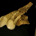 STW 252 Australopithecus africanus partial left maxilla lateral