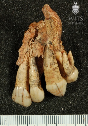 STW 252a Australopithecus africanus partial left maxilla anterior