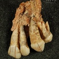 STW_252a_Australopithecus_africanus_partial_left_maxilla_anterior.JPG
