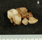 STW 252a Australopithecus africanus partial left maxilla inferior