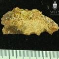 STW_252b_Australopithecus_africanus_cranial_fragment.JPG