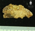 STW 252b Australopithecus africanus cranial fragment