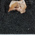 STW 252f Australopithecus africanus ULP4 mesial