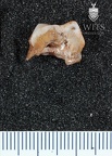 STW 252f Australopithecus africanus ULP4 mesial