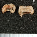 STW_252h_Australopithecus_africanus_URM3_fragments.JPG