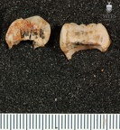 STW 252h Australopithecus africanus URM3 fragments