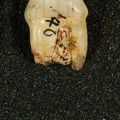 STW 252i Australopithecus africanus ULP4 mesial