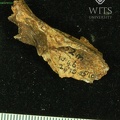 STW 252m Australopithecus africanus cranial fragment 2