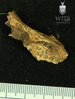 STW 252m Australopithecus africanus cranial fragment 2