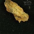 STW 252n Australopithecus africanus cranial fragment 2