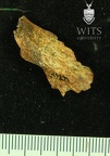 STW 252n Australopithecus africanus cranial fragment 2