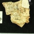 STW_252p_Australopithecus_africanus_cranial_fragment.JPG