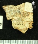STW 252p Australopithecus africanus cranial fragment