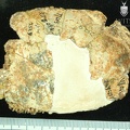 STW_252q_Australopithecus_africanus_cranial_fragment_1.JPG