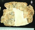 STW 252q Australopithecus africanus cranial fragment 1