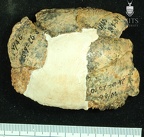 STW 252q Australopithecus africanus cranial fragment 2