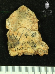 STW 252r Australopithecus africanus cranial fragment 1