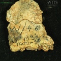 STW 252r Australopithecus africanus cranial fragment 1