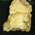 STW 252r Australopithecus africanus cranial fragment 2